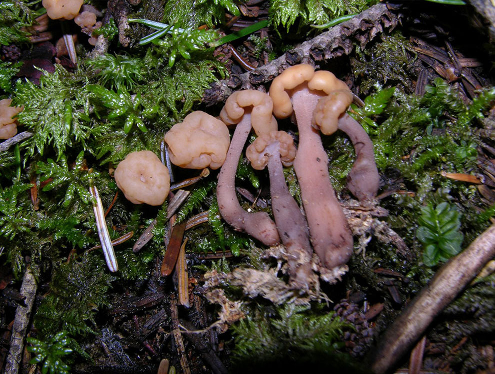 Se vi piacciono i funghi....